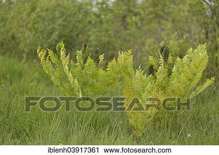 Stock Image - "Royal fern (Osmunda regalis), Drenthe Province, The Netherlands, Europe". Fotosearch