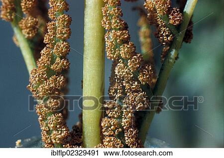 Royal Fern (Osmunda regalis) sporangia which have split and scattered View Large Photo Image Stock Image - Royal Fern (Osmunda regalis) sporangia which have split and scattered. Fotosearch