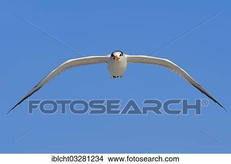 "Royal Tern (Sterna maxima, Thalasseus maximus) in winter plumage, in flight, Sanibel Island, Florida, United States, North America" View Large Photo Image Picture - "Royal Tern (Sterna maxima, Thalasseus maximus) in winter plumage, in flight, Sanibel Island, Florida, United States, North America". Fotosearch