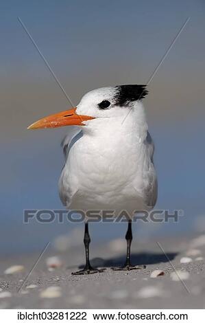 "Royal Tern (Sterna maxima, Thalasseus maximus) in winter plumage, Sanibel Island, Florida, United States, North America" View Large Photo Image Stock Image - "Royal Tern (Sterna maxima, Thalasseus maximus) in winter plumage, Sanibel Island, Florida, United States, North America". Fotosearch
