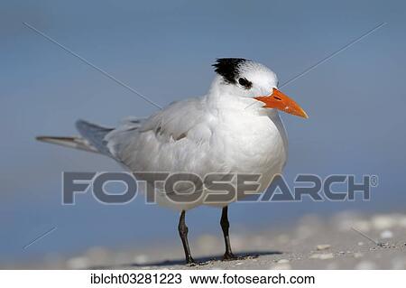 "Royal Tern (Sterna maxima, Thalasseus maximus) in winter plumage, Sanibel Island, Florida, United States, North America" View Large Photo Image Stock Image - "Royal Tern (Sterna maxima, Thalasseus maximus) in winter plumage, Sanibel Island, Florida, United States, North America". Fotosearch