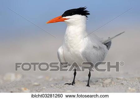 "Royal Tern (Sterna maxima, Thalasseus maximus) on the beach, Sanibel Island, Florida, United States, North America" View Large Photo Image Stock Image - "Royal Tern (Sterna maxima, Thalasseus maximus) on the beach, Sanibel Island, Florida, United States, North America". Fotosearch
