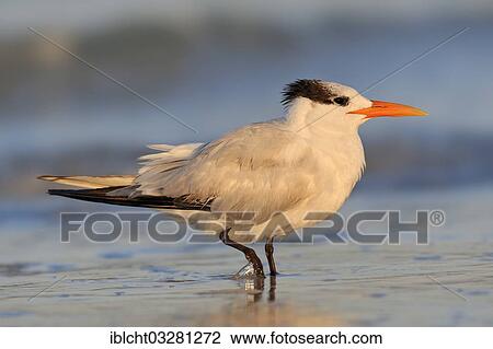 "Royal Tern (Sterna maxima, Thalasseus maximus) in winter plumage, Florida, United States, North America" View Large Photo Image Stock Image - "Royal Tern (Sterna maxima, Thalasseus maximus) in winter plumage, Florida, United States, North America". Fotosearch