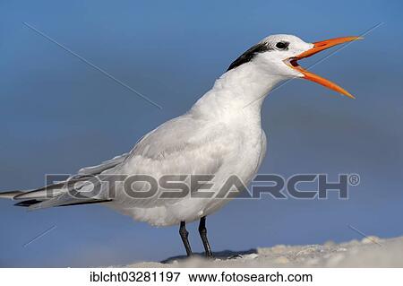 "Royal Tern (Sterna maxima, Thalasseus maximus) in winter plumage, calling, Sanibel Island, Florida, United States, North America" View Large Photo Image Stock Photo - "Royal Tern (Sterna maxima, Thalasseus maximus) in winter plumage, calling, Sanibel Island, Florida, United States, North America". Fotosearch