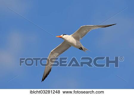 "Royal Tern (Sterna maxima, Thalasseus maximus), in flight, Sanibel Island, Florida, United States, North America" View Large Photo Image Stock Photo - "Royal Tern (Sterna maxima, Thalasseus maximus), in flight, Sanibel Island, Florida, United States, North America". Fotosearch