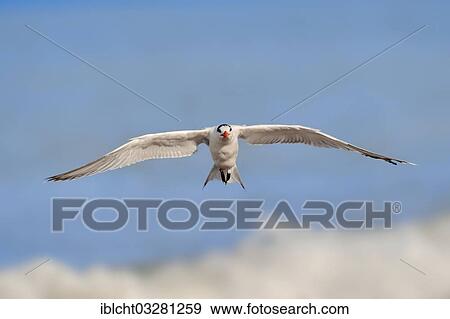 "Royal Tern (Sterna maxima, Thalasseus maximus) in winter plumage, in flight, Sanibel Island, Florida, United States, North America" View Large Photo Image Stock Photo - "Royal Tern (Sterna maxima, Thalasseus maximus) in winter plumage, in flight, Sanibel Island, Florida, United States, North America". Fotosearch
