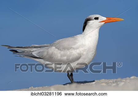 "Royal Tern (Sterna maxima, Thalasseus maximus) in winter plumage, Sanibel Island, Florida, United States, North America" View Large Photo Image Stock Photograph - "Royal Tern (Sterna maxima, Thalasseus maximus) in winter plumage, Sanibel Island, Florida, United States, North America". Fotosearch