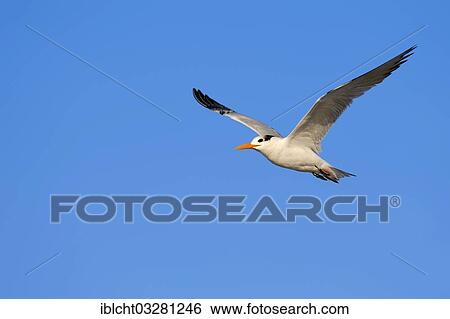 "Royal Tern (Sterna maxima, Thalasseus maximus) in winter plumage, in flight, Florida, United States, North America" View Large Photo Image Stock Photograph - "Royal Tern (Sterna maxima, Thalasseus maximus) in winter plumage, in flight, Florida, United States, North America". Fotosearch