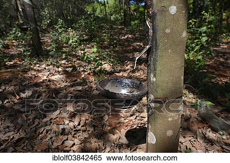 Stock Photography - "Rubber production on a rubber tree plantation, Banlung, Ratanakiri Province, Cambodia, Asia". Fotosearch