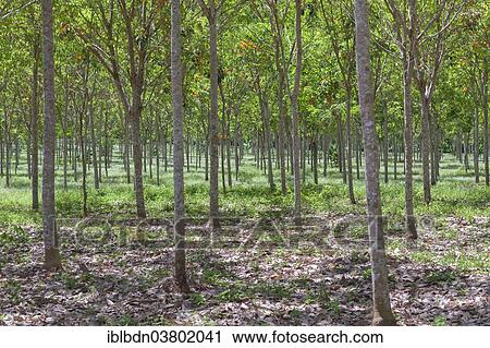 "Rubber tree plantation, southern Thailand" View Large Photo Image Stock Image - "Rubber tree plantation, southern Thailand". Fotosearch
