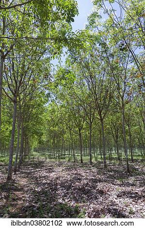 "Rubber tree plantation, southern Thailand" View Large Photo Image Stock Image - "Rubber tree plantation, southern Thailand". Fotosearch