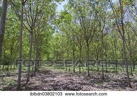 "Rubber tree plantation, southern Thailand" View Large Photo Image Stock Image - "Rubber tree plantation, southern Thailand". Fotosearch
