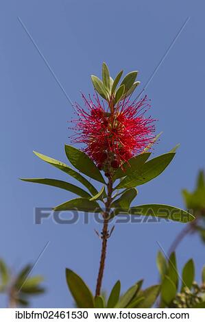 Stock Image - "Ruby Bottlebrush (Callistemon citrinus), Algarve, Portugal, Europe". Fotosearch
