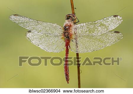 Picture - "Ruddy Darter dragonfly (Sympetrum sanguineum), male, Vulkaneifel district, Rhineland-Palatinate, Germany, Europe". Fotosearch