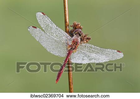 "Ruddy Darter dragonfly (Sympetrum sanguineum), with dewdrops, Vulkaneifel district, Rhineland-Palatinate, Germany, Europe" View Large Photo Image Picture - "Ruddy Darter dragonfly (Sympetrum sanguineum), with dewdrops, Vulkaneifel district, Rhineland-Palatinate, Germany, Europe". Fotosearch