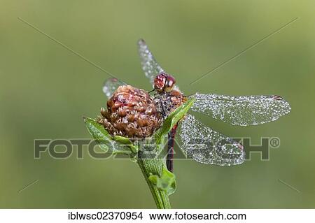 "Ruddy Darter dragonfly (Sympetrum sanguineum), male with dewdrops, Vulkaneifel district, Rhineland-Palatinate, Germany, Europe" View Large Photo Image Picture - "Ruddy Darter dragonfly (Sympetrum sanguineum), male with dewdrops, Vulkaneifel district, Rhineland-Palatinate, Germany, Europe". Fotosearch