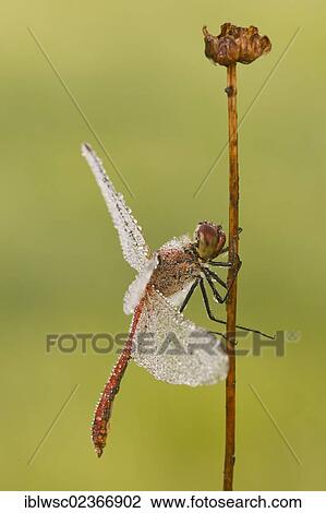 "Ruddy Darter dragonfly (Sympetrum sanguineum), male, Vulkaneifel district, Rhineland-Palatinate, Germany, Europe" View Large Photo Image Stock Image - "Ruddy Darter dragonfly (Sympetrum sanguineum), male, Vulkaneifel district, Rhineland-Palatinate, Germany, Europe". Fotosearch