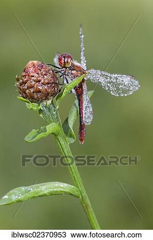 Stock Image - "Ruddy Darter dragonfly (Sympetrum sanguineum), male with dewdrops, Vulkaneifel district, Rhineland-Palatinate, Germany, Europe". Fotosearch