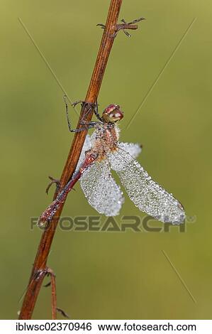 "Ruddy Darter dragonfly (Sympetrum sanguineum), male with dewdrops, Vulkaneifel district, Rhineland-Palatinate, Germany, Europe" View Large Photo Image Stock Photograph - "Ruddy Darter dragonfly (Sympetrum sanguineum), male with dewdrops, Vulkaneifel district, Rhineland-Palatinate, Germany, Europe". Fotosearch