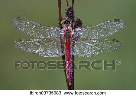 Stock Image - "Ruddy Darter (Sympetrum sanguineum), Tyrol, Austria, Europe". Fotosearch