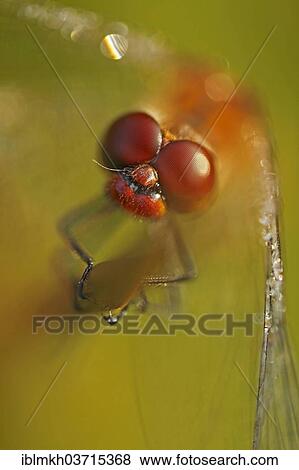 "Ruddy Darter (Sympetrum sanguineum), Hesse, Germany, Europe" View Large Photo Image Stock Photo - "Ruddy Darter (Sympetrum sanguineum), Hesse, Germany, Europe". Fotosearch
