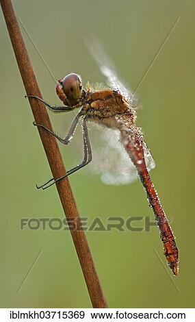 "Ruddy Darter (Sympetrum sanguineum), Hesse, Germany, Europe" View Large Photo Image Stock Photo - "Ruddy Darter (Sympetrum sanguineum), Hesse, Germany, Europe". Fotosearch