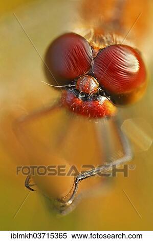 "Ruddy Darter (Sympetrum sanguineum), Hesse, Germany, Europe" View Large Photo Image Stock Photography - "Ruddy Darter (Sympetrum sanguineum), Hesse, Germany, Europe". Fotosearch