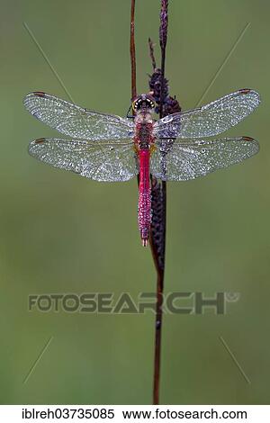 "Ruddy Darter (Sympetrum sanguineum), Tyrol, Austria, Europe" View Large Photo Image Stock Photography - "Ruddy Darter (Sympetrum sanguineum), Tyrol, Austria, Europe". Fotosearch