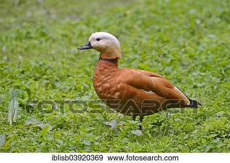"Ruddy Shelduck (Tadorna ferruginea), Berlin, Germany, Europe" View Large Photo Image Stock Photo - "Ruddy Shelduck (Tadorna ferruginea), Berlin, Germany, Europe". Fotosearch