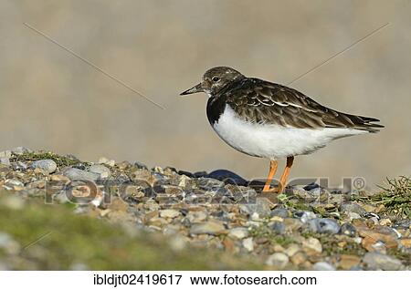 Ruddy Turnstone (Arenaria interpres) in non-breeding or winter plumage, Norfolk, England, United Kingdom, Europe View Large Photo Image Stock Photo - Ruddy Turnstone (Arenaria interpres) in non-breeding or winter plumage, Norfolk, England, United Kingdom, Europe. Fotosearch