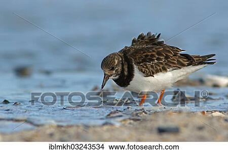 Picture - "Ruddy Turnstone (Arenaria interpres), Helgoland, Schleswig-Holstein, Germany, Europe". Fotosearch