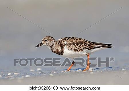Stock Image - "Ruddy Turnstone (Arenaria interpres) in non-breeding plumage, Sanibel Island, Florida, United States, North America". Fotosearch