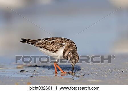 "Ruddy Turnstone (Arenaria interpres) in non-breeding plumage, foraging for food, Sanibel Island, Florida, United States, North America" View Large Photo Image Stock Image - "Ruddy Turnstone (Arenaria interpres) in non-breeding plumage, foraging for food, Sanibel Island, Florida, United States, North America". Fotosearch