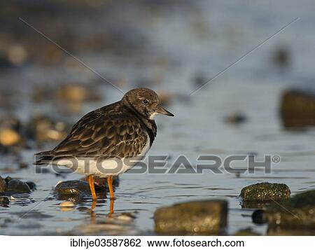 Stock Image - "Ruddy Turnstone (Arenaria interpres), Texel, West Frisian Islands, province of North Holland, The Netherlands, Europe". Fotosearch