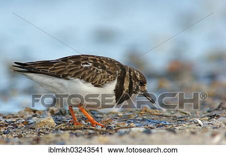 Stock Image - "Ruddy Turnstone (Arenaria interpres), Helgoland, Schleswig-Holstein, Germany, Europe". Fotosearch