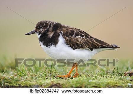 "Ruddy Turnstone (Arenaria interpres), adult, winter plumage, walking across grassy bank, Salthouse, Norfolk, England, United Kingdom, Europe" View Large Photo Image Stock Photo - "Ruddy Turnstone (Arenaria interpres), adult, winter plumage, walking across grassy bank, Salthouse, Norfolk, England, United Kingdom, Europe". Fotosearch