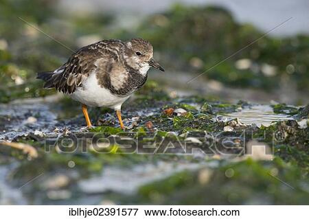 Stock Photo - "Ruddy Turnstone (Arenaria interpres), Texel, The Netherlands, Europe". Fotosearch