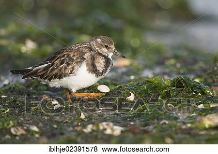 "Ruddy Turnstone (Arenaria interpres), Texel, The Netherlands, Europe" View Large Photo Image Stock Photo - "Ruddy Turnstone (Arenaria interpres), Texel, The Netherlands, Europe". Fotosearch