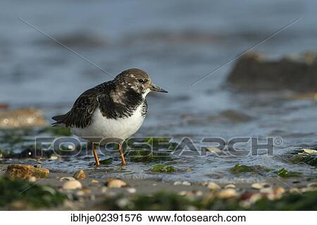 "Ruddy Turnstone (Arenaria interpres), Texel, The Netherlands, Europe" View Large Photo Image Stock Photograph - "Ruddy Turnstone (Arenaria interpres), Texel, The Netherlands, Europe". Fotosearch