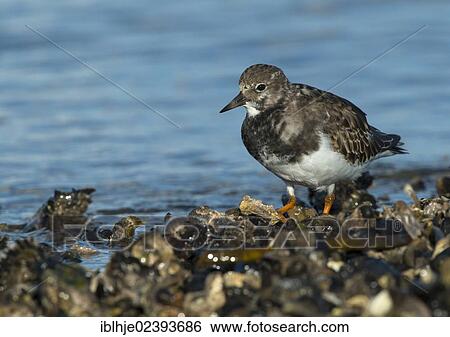 "Ruddy Turnstone (Arenaria interpres), Texel, The Netherlands, Europe" View Large Photo Image Stock Photograph - "Ruddy Turnstone (Arenaria interpres), Texel, The Netherlands, Europe". Fotosearch