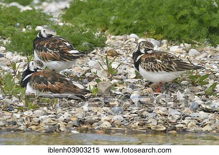 "Ruddy Turnstone (Arenaria interpres), Texel, province of North Holland, The Netherlands, Europe" View Large Photo Image Stock Photography - "Ruddy Turnstone (Arenaria interpres), Texel, province of North Holland, The Netherlands, Europe". Fotosearch