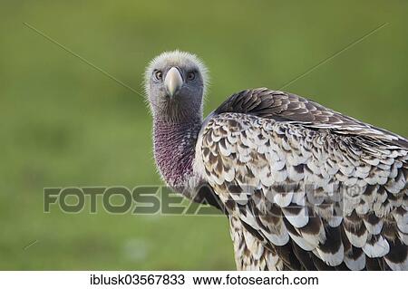 Stock Image - "Rueppell's Vulture or Rueppell's Griffon Vulture (Gyps rueppellii), Massai Mara, Serengeti, Rift Valley province, Kenya, Africa". Fotosearch
