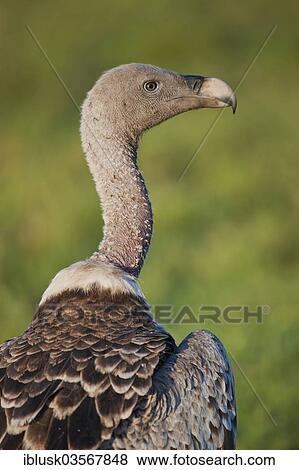 "Rueppell's Vulture or Rueppell's Griffon Vulture (Gyps rueppellii), Serengeti National Park, Serengeti, Tanzania, Africa" View Large Photo Image Stock Photo - "Rueppell's Vulture or Rueppell's Griffon Vulture (Gyps rueppellii), Serengeti National Park, Serengeti, Tanzania, Africa". Fotosearch