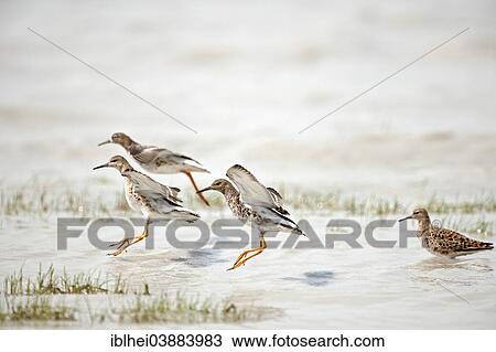 "Ruff (Philo pugnax), Austria, Europe" View Large Photo Image Stock Image - "Ruff (Philo pugnax), Austria, Europe". Fotosearch