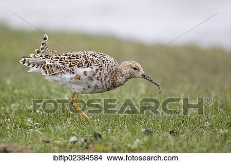 "Ruff (Philomachus pugnax), adult female, summer plumage, feeding on grub, Cley, Norfolk, England, United Kingdom, Europe" View Large Photo Image Picture - "Ruff (Philomachus pugnax), adult female, summer plumage, feeding on grub, Cley, Norfolk, England, United Kingdom, Europe". Fotosearch