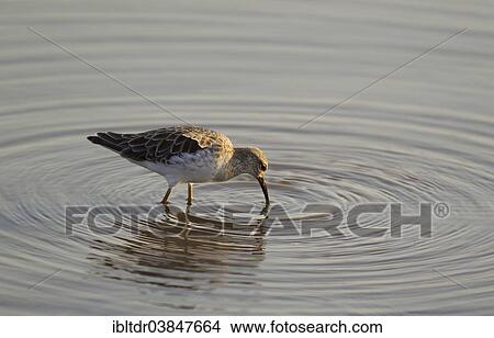 Picture - "Ruff (Philomachus pugnax), foraging in the water, Sunset Dam, Kruger National Park, South Africa, Africa". Fotosearch