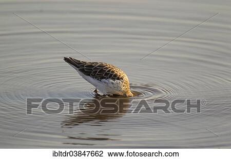 "Ruff (Philomachus pugnax), foraging in the water, Sunset Dam, Kruger National Park, South Africa, Africa" View Large Photo Image Stock Image - "Ruff (Philomachus pugnax), foraging in the water, Sunset Dam, Kruger National Park, South Africa, Africa". Fotosearch