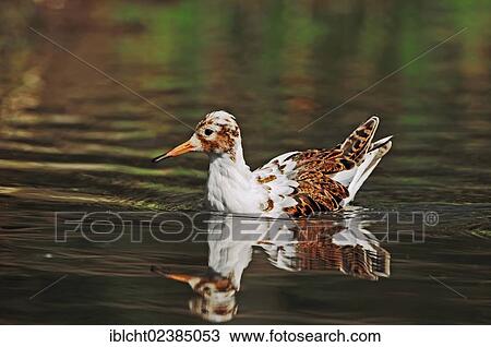 "Ruff (Philomachus pugnax), male, Netherlands, Europe" View Large Photo Image Stock Image - "Ruff (Philomachus pugnax), male, Netherlands, Europe". Fotosearch