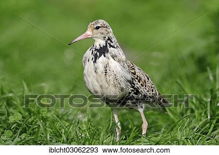 "Ruff (Philomachus pugnax), male, The Netherlands, Europe" View Large Photo Image Stock Image - "Ruff (Philomachus pugnax), male, The Netherlands, Europe". Fotosearch