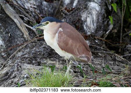 "Rufous Night-heron (Nycticorax caledonicus), adult male, standing at edge of river, Yellow River, Kakadu National Park, Northern Territory, Australia, Oceania" View Large Photo Image Stock Image - "Rufous Night-heron (Nycticorax caledonicus), adult male, standing at edge of river, Yellow River, Kakadu National Park, Northern Territory, Australia, Oceania". Fotosearch